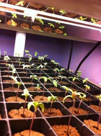 seddlings look a little sick,one week old,any advice?