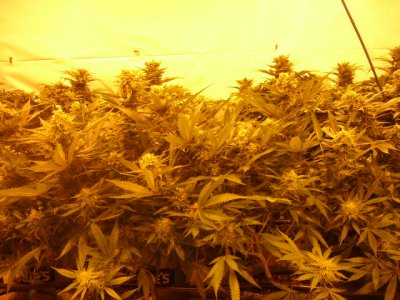 grow5 020.JPG