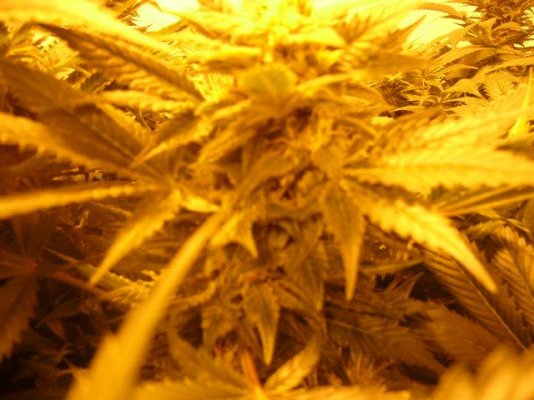 grow5 022.JPG