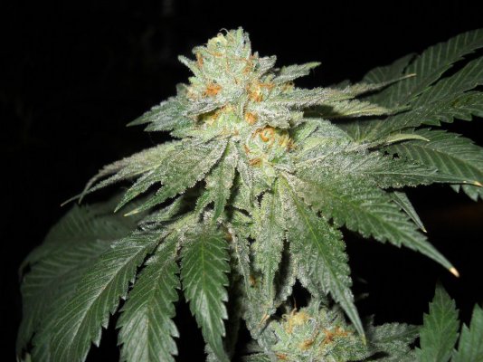Fire Alien #3 pictures