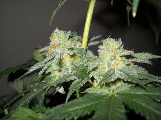 Fire Alien #3 pictures