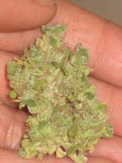 cheese 3week cure3.JPG