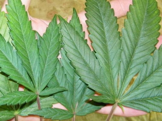 LEAVES.jpg