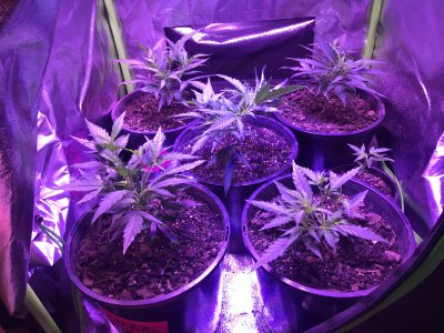 Certa 600w led grow light THCFarmer