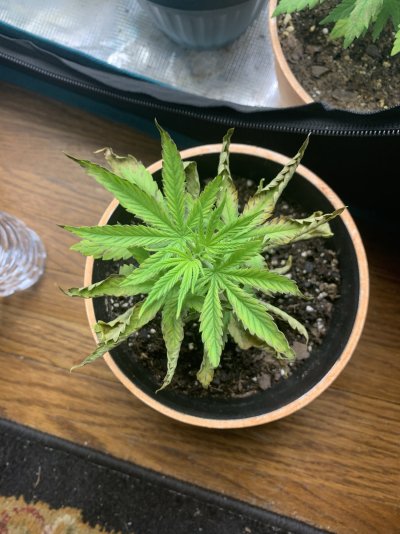 is-this-plant-beyond-saving.jpeg