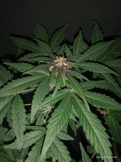 301-cbd-pink-kush-auto-looking-super-sexy.jpg