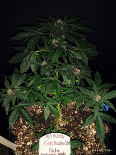 301-cbd-pink-kush-auto-looking-super-sexy-2.jpg