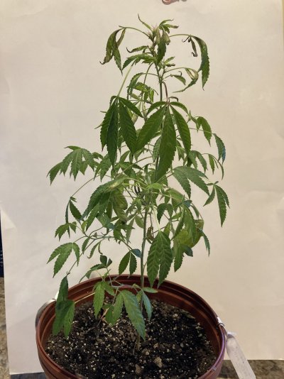 new-grower-who-needs-help.jpg