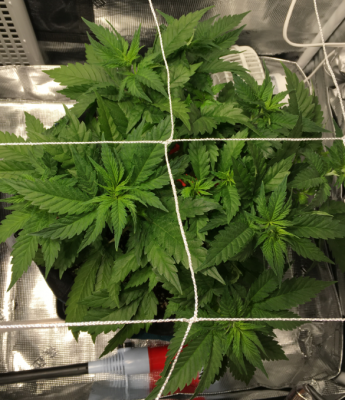 1st grow ever and in Coco - what's up with my ladies? | Page 2 | THCFarmer