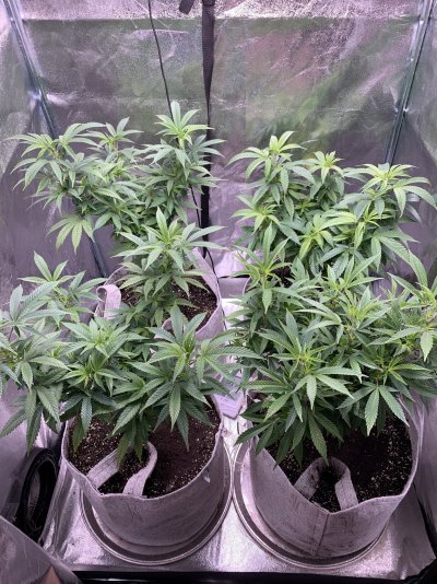 My Panama Pupil, Prayer Pupil & Orange Sunshine Indoor Grow