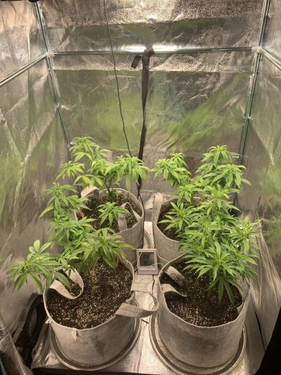 My Panama Pupil, Prayer Pupil & Orange Sunshine Indoor Grow