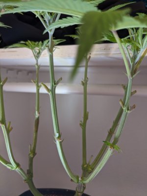 Gmo punch, small grow box
