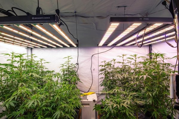 Growers Choice ROI-e720 & Momac Led NRG-SAVR 640 side by side