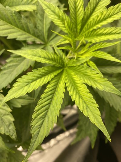 deficiency AND toxicity? I am unsure - first timer.