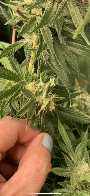 What to do about a Hermie