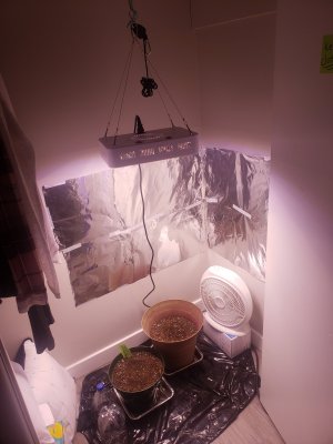 First grow and idk what happened 😐  advise?