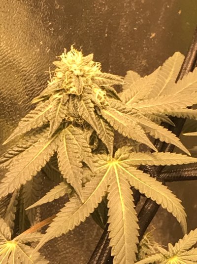 hey-this-is-latest-grow.jpeg