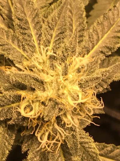 hey-this-is-latest-grow-3.jpeg