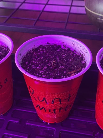 the-fav-5-are-in-soil-now-3.jpeg