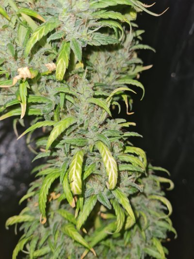 just-a-few-pics-from-my-first-grow-2.jpg