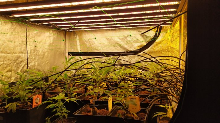 650-w-led-vs-600-w-hps-exodus-cheese--critical-bilbo.jpg