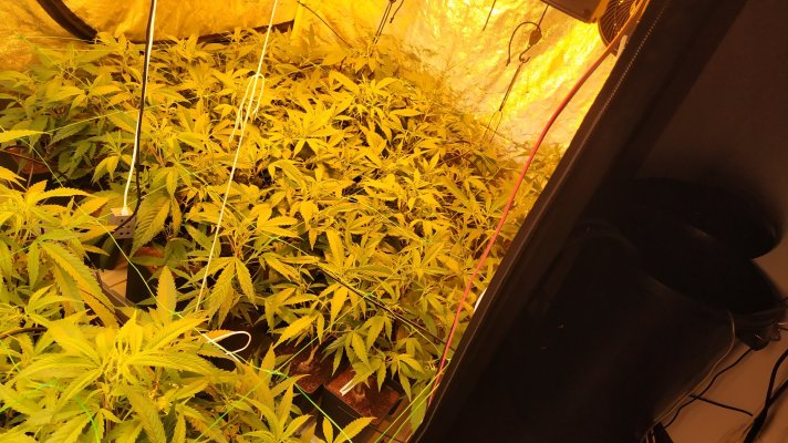650-w-led-vs-600-w-hps-exodus-cheese--critical-bilbo-13.jpg