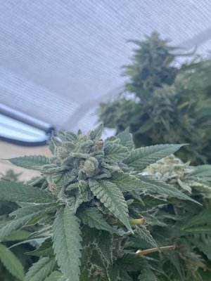The original MOLOKAI land race strain