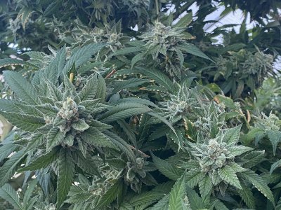 The original MOLOKAI land race strain
