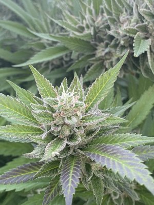 The original MOLOKAI land race strain
