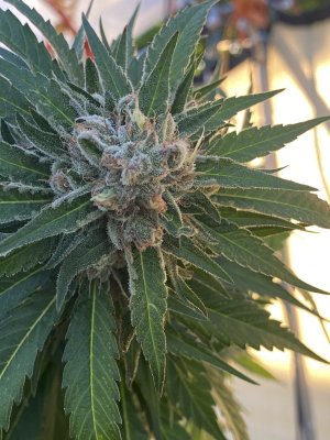 The original MOLOKAI land race strain