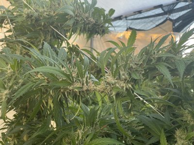 The original MOLOKAI land race strain