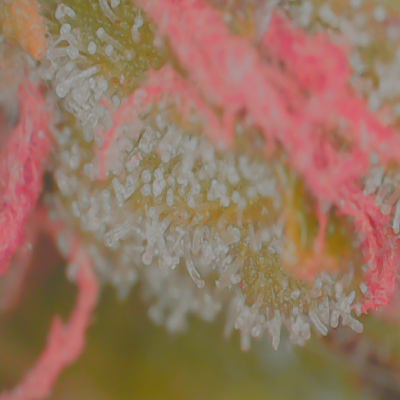 alaskan-purple-auto-day--73-of-flower-3.png