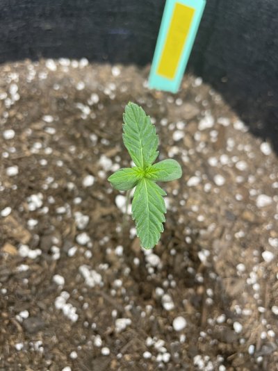 Day 7 critical purple auto flower gc