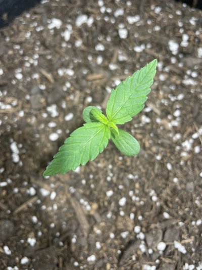 Day 7 critical purple auto flower gc