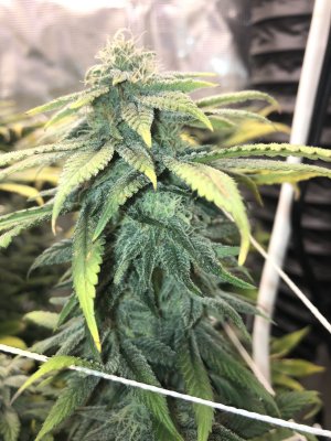 Two 2x4 tents//Various strains
