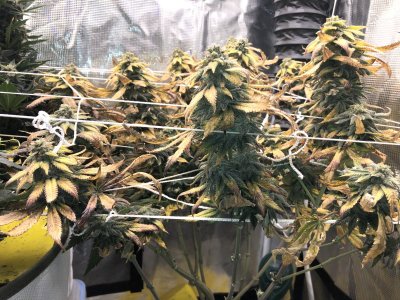 Two 2x4 tents//Various strains