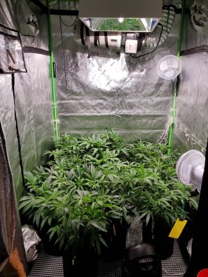 Miracle alien cookies 4x4 Scrog MID GROW Coco Show