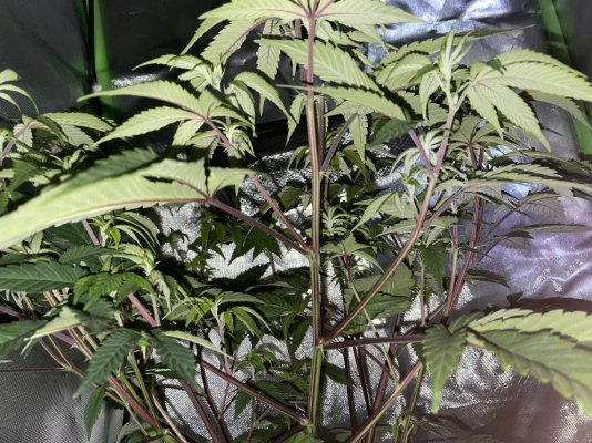 Beginner grower in need of help