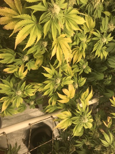 Amnesia haze week 4 flower problems