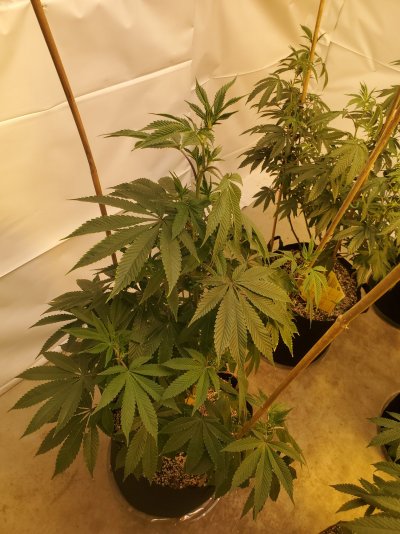 Do they always look so sad?