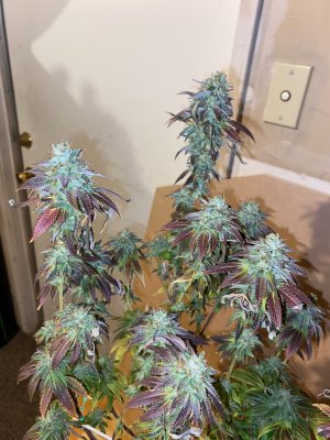 Another First Time Grower