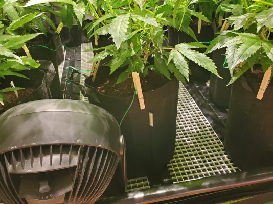 Mac f2 Pheno hunt v1.1