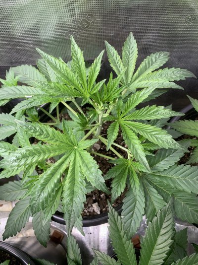 Autos in a lot of trouble
