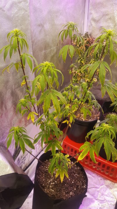 2 ladies hurting leaves dying anyone?