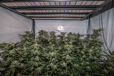 Growers Choice ROI-e720 & Momac Led NRG-SAVR 640 side by side