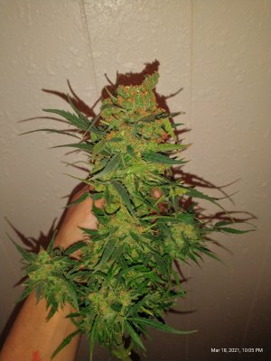 Lemon Autos top half ready to harvest...