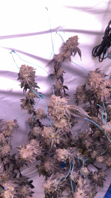 day-67-in-flower--is-it-ready.png