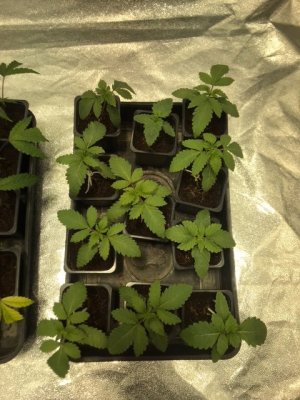 Compound Genetics and Cannarado Genetics