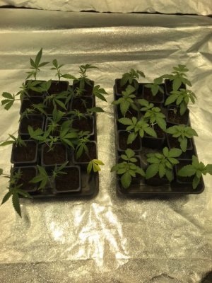 Compound Genetics and Cannarado Genetics