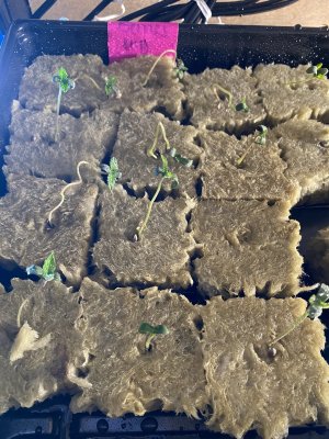 Rock wool and seedling tips?